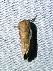 Prolimacodes trigona