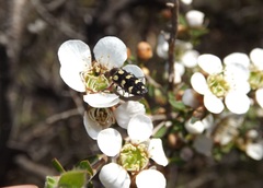 Castiarina decemmaculata
