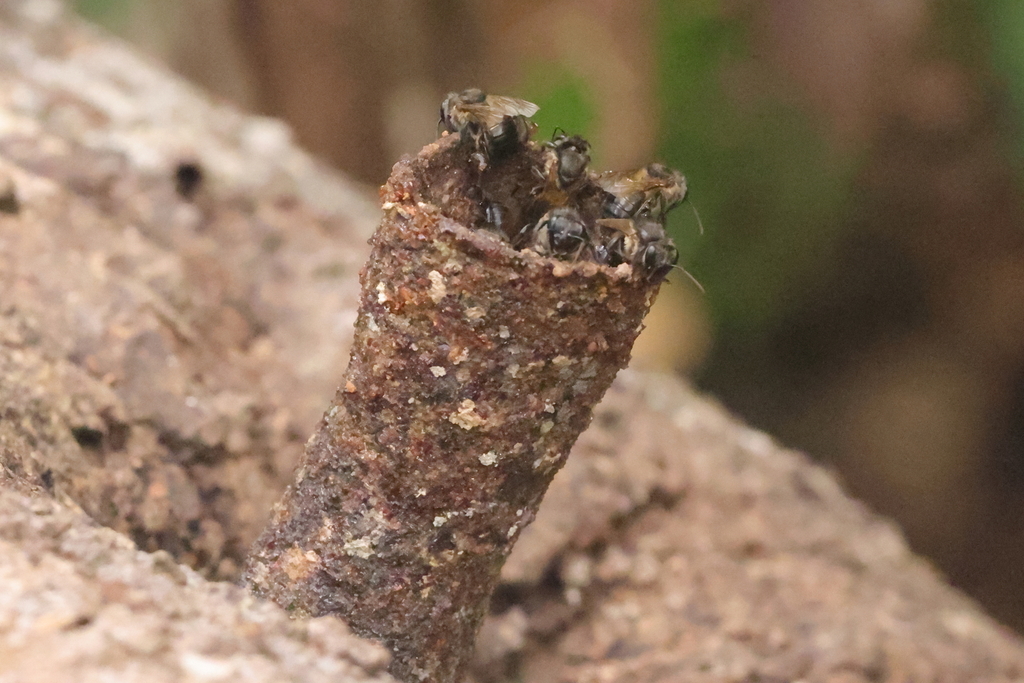 Melipona seminigra