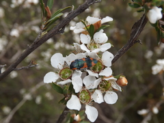 Castiarina grata