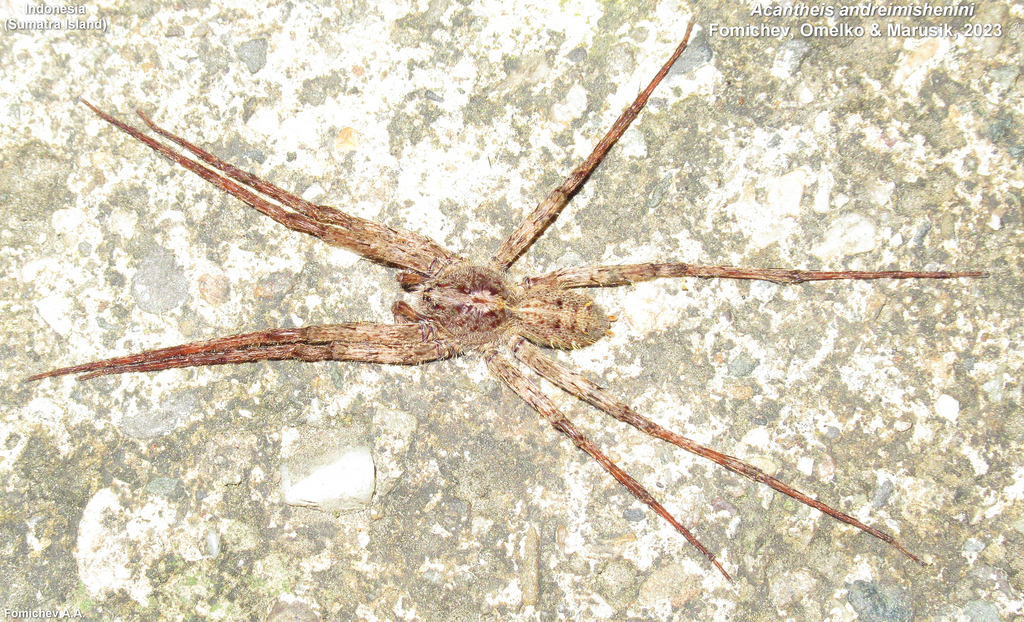 Acantheis andreimishenini