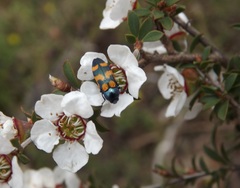 Castiarina bicolor