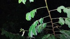 Mimosa caesalpiniifolia, photograph (c) Rafael Rosa, some rights reserved (CC BY-SA)