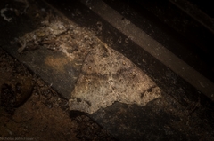 Lithilaria proestans