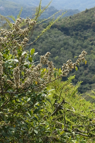 Image of Dalbergia benthamii by no rights reserved