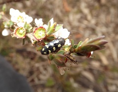 Castiarina decemmaculata