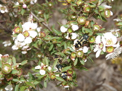 Castiarina adelaidae