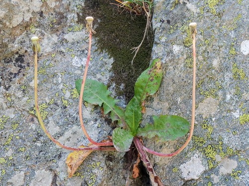 Inayah (Taraxacum cucullatiforme)