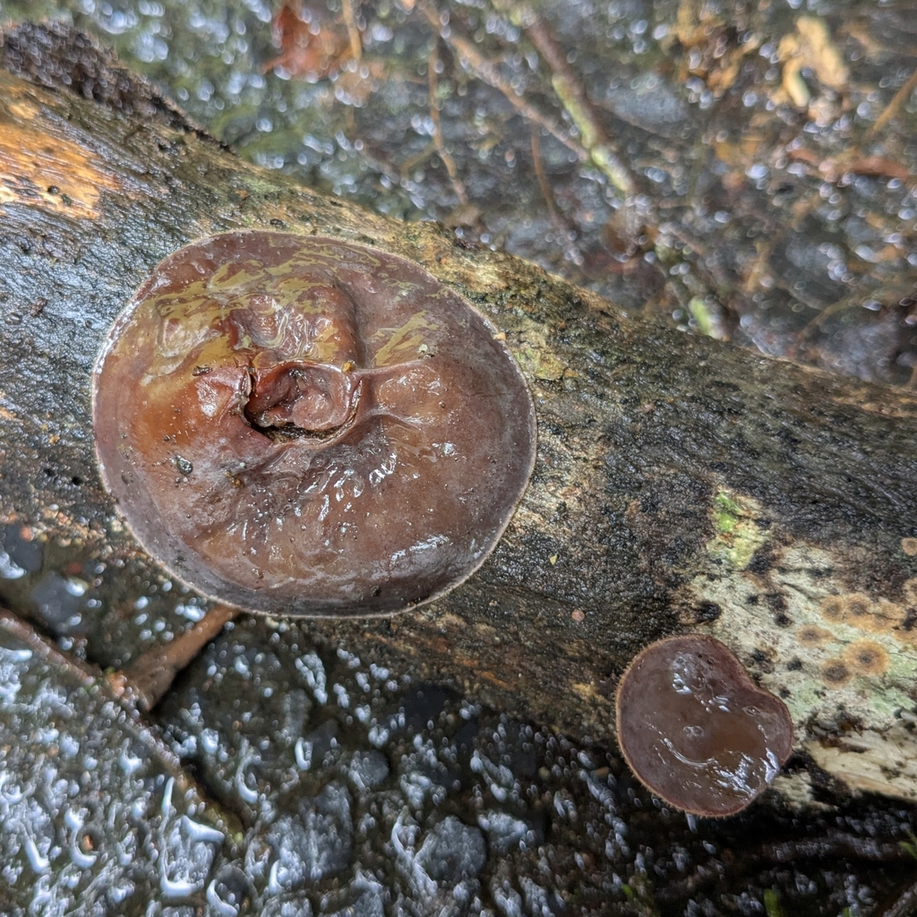 Auricularia cornea · March 2025 · photo: © lukelythgoe (iNaturalist, cc0)