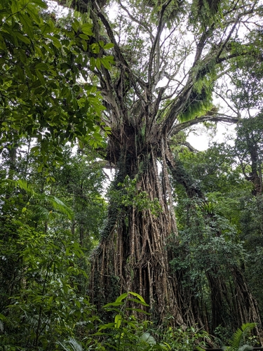Image of Ficus virens by (c) Luke Lythgoe, some rights reserved (CC BY)