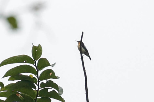 Usambara Hyliota (Hyliota usambara), photo 5