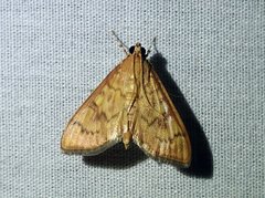 Psara dryalis