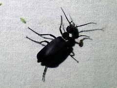 Epicauta segmenta