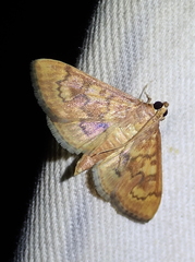 Mimorista subcostalis