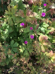 Geranium psilostemon