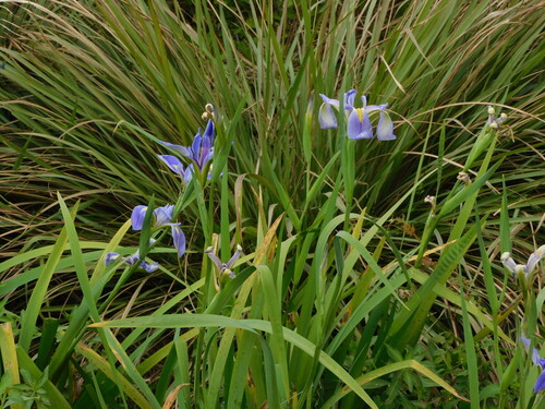 Image of Iris savannarum by no rights reserved