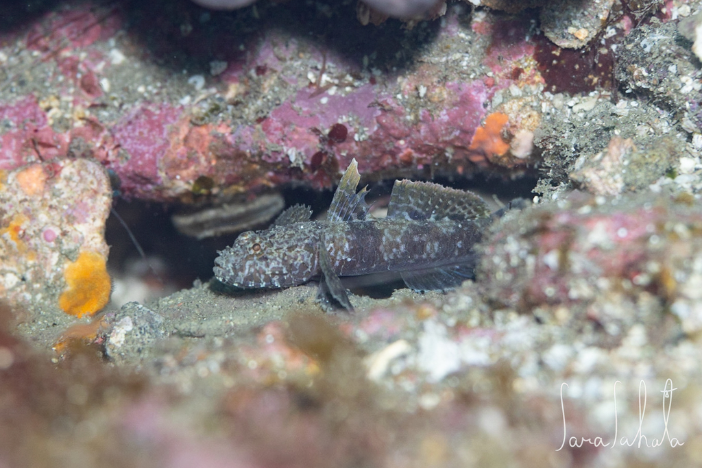 Snellius goby (Callogobius snelliusi) — Gobiidae
