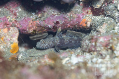 Dusky Goby photo 1