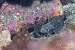 Dusky Goby photo 2