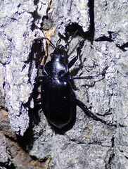 Calosoma peregrinator