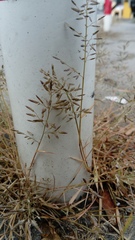 Eragrostis minor