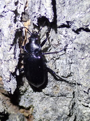 Calosoma peregrinator