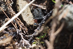 Bischoffitilla ardescens