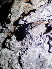 Calosoma peregrinator