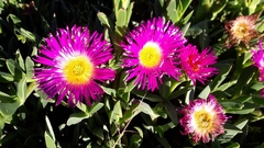 Carpobrotus quadrifidus