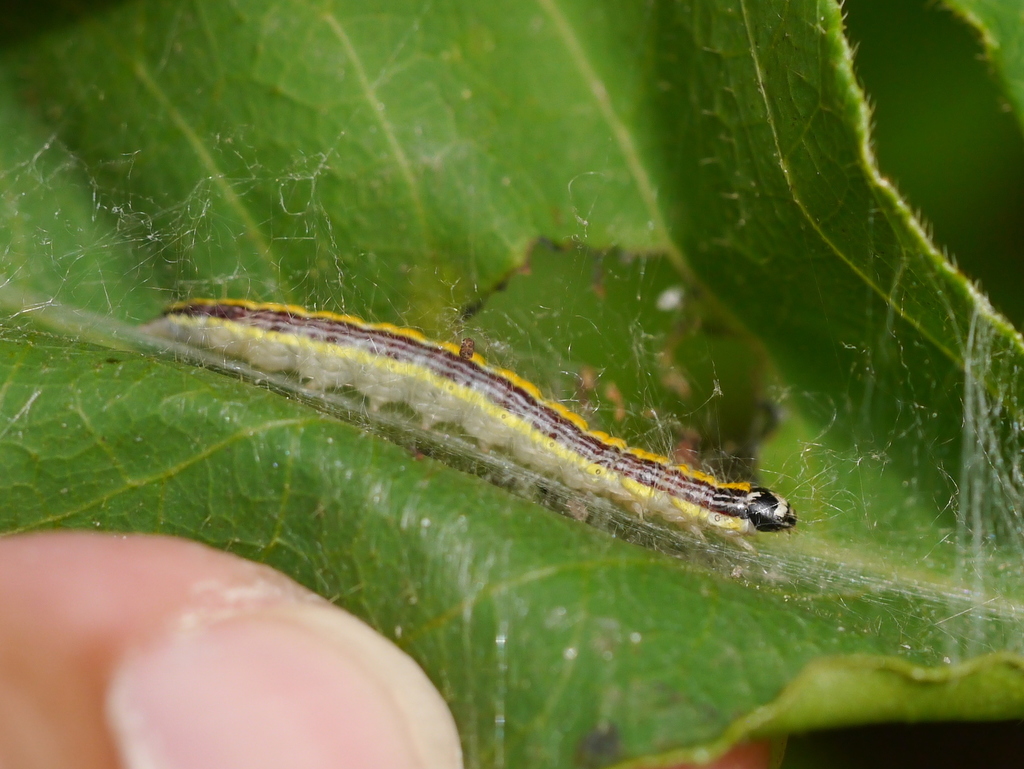 Dimorphic Macalla Moth