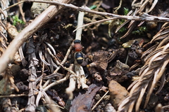 Bischoffitilla ardescens