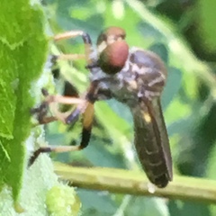 Ommatius ouachitensis