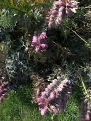 Acanthus spinosus