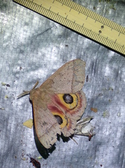 Automeris iris hesselorum