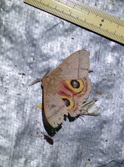 Automeris iris hesselorum