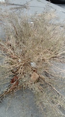 Eragrostis minor