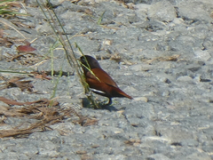 Lonchura atricapilla