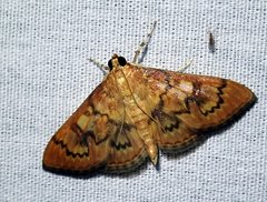 Mimorista subcostalis