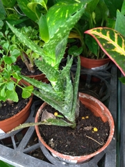 Aloe juvenna