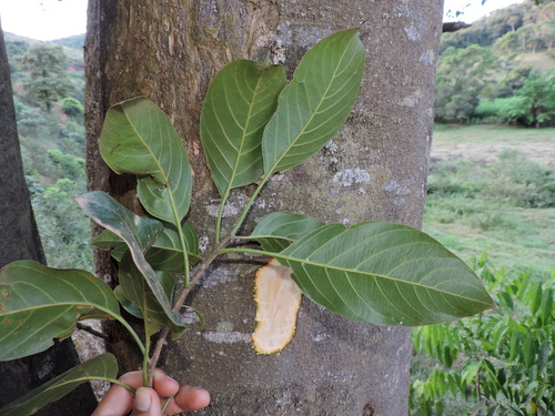 Image of Gallesia integrifolia by (c) Fabrício Mil Homens Riella, some rights reserved (CC BY)