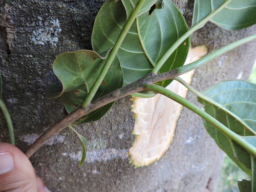 Gallesia integrifolia, photograph 1