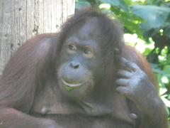 Pongo pygmaeus morio