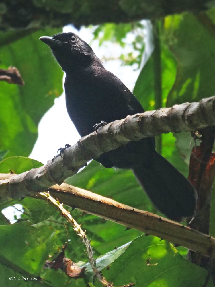 Willard's Sooty Boubou illustration
