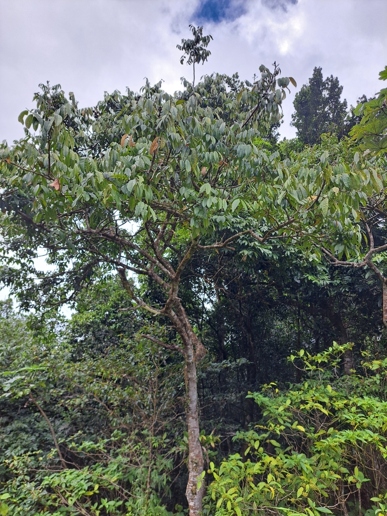 Foto de Olho-de-cabra