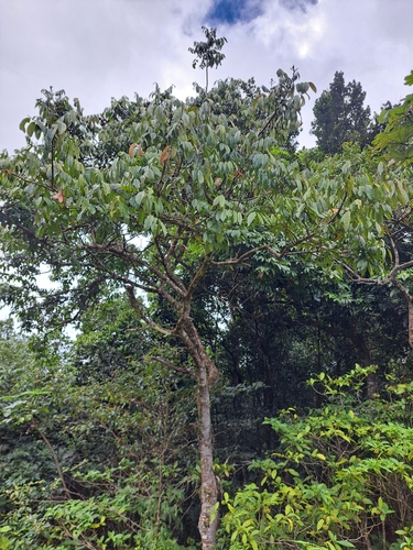 Ormosia monosperma observed 2025-03-15