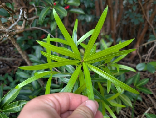 Podocarpus macrophyllus