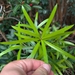 Großblättrige Steineibe (Podocarpus macrophyllus): Herkunft und Verwendung — foto 3