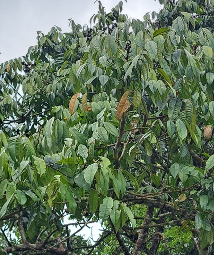 Foto de Olho-de-cabra