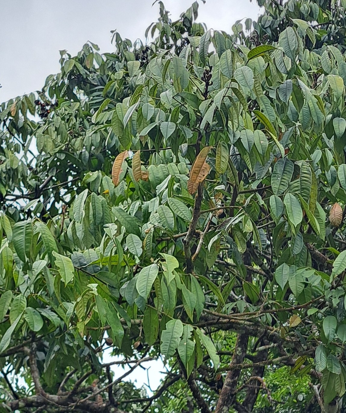 Imagem de Olho-de-cabra