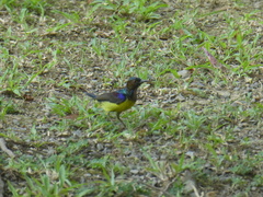 Anthreptes malacensis